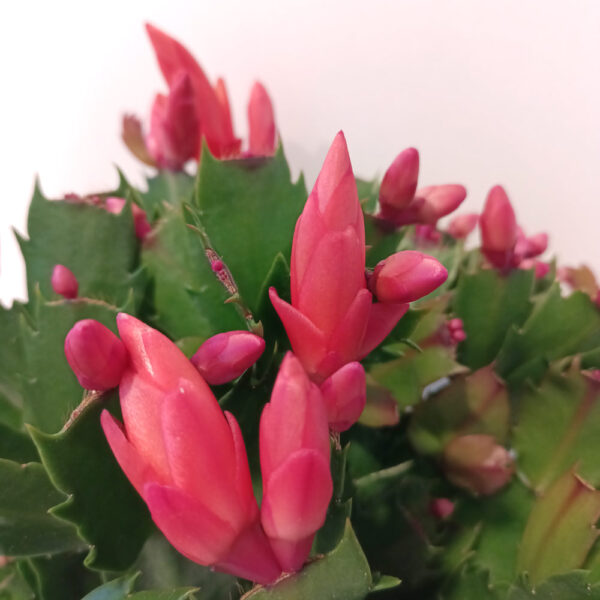 Schlumbergera BIAŁO-CZERWONA