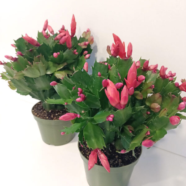 Schlumbergera BIAŁO-CZERWONA
