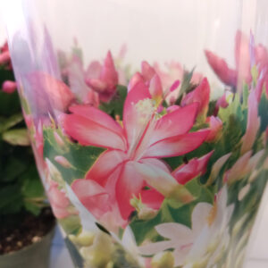Schlumbergera BIAŁO-CZERWONA