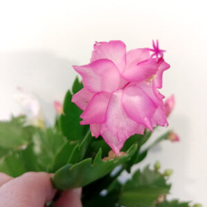 Schlumbergera BIAŁO-RÓŻOWA