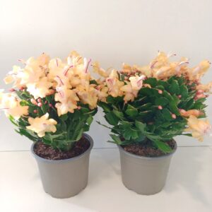 Schlumbergera ŻÓŁTA