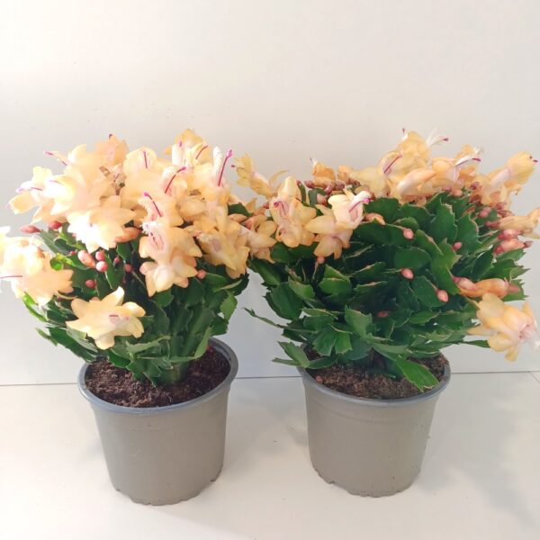 Schlumbergera ŻÓŁTA