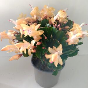 Schlumbergera ŻÓŁTA