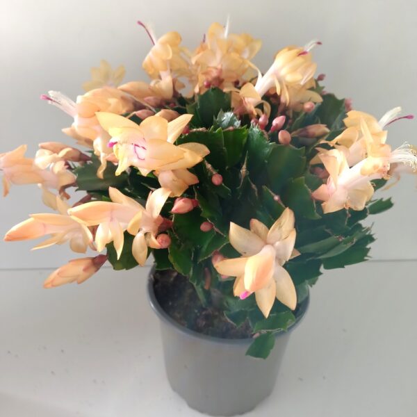 Schlumbergera ŻÓŁTA