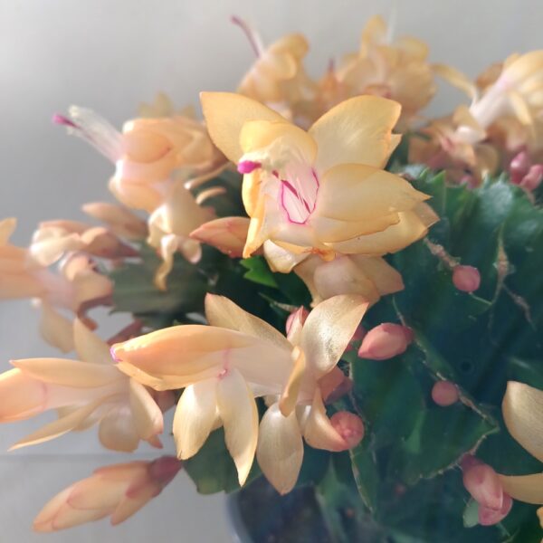 Schlumbergera ŻÓŁTA