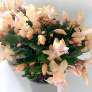 Schlumbergera ŻÓŁTA