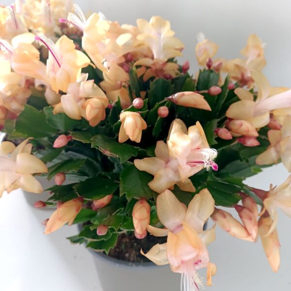 Schlumbergera ŻÓŁTA Schlumbergera ŻÓŁTA
