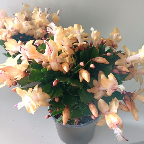 Schlumbergera ŻÓŁTA