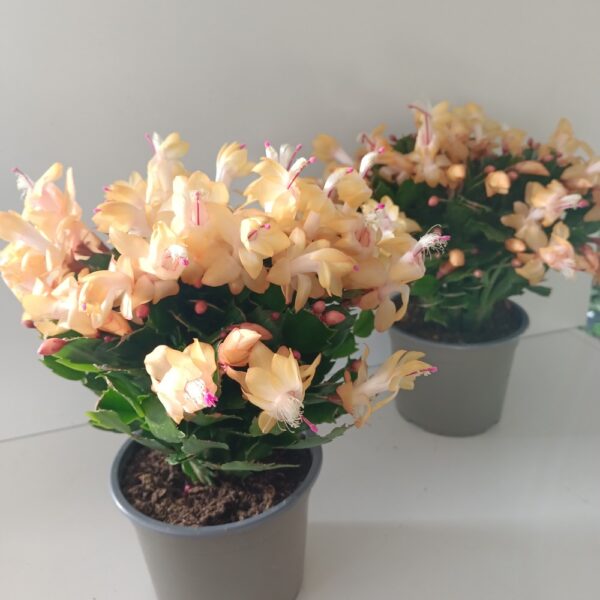 Schlumbergera ŻÓŁTA
