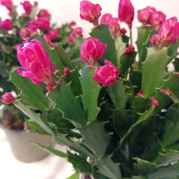 Schlumbergera PURPUROWA