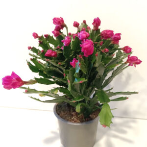 Schlumbergera PURPUROWA