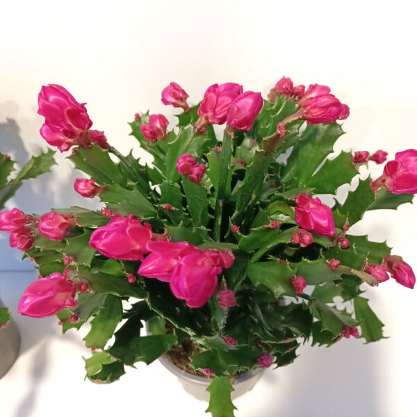 Schlumbergera PURPUROWA Schlumbergera PURPUROWA