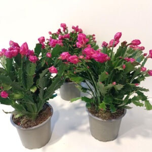 Schlumbergera PURPUROWA