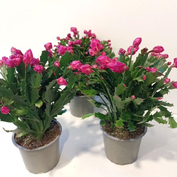 Schlumbergera PURPUROWA