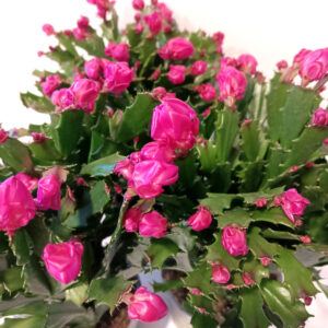 Schlumbergera PURPUROWA