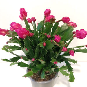 Schlumbergera PURPUROWA
