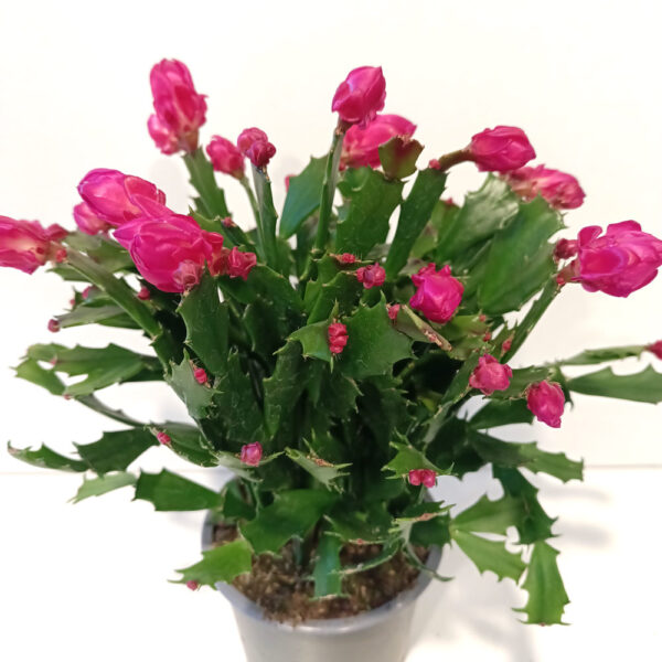 Schlumbergera PURPUROWA