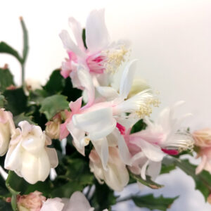 Schlumbergera BIAŁA
