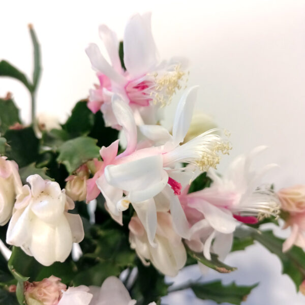 Schlumbergera BIAŁA