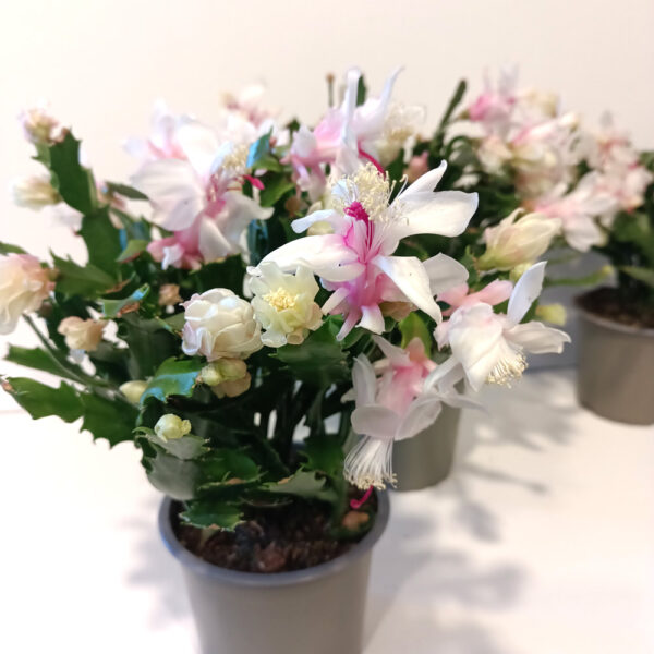 Schlumbergera BIAŁA Schlumbergera BIAŁA