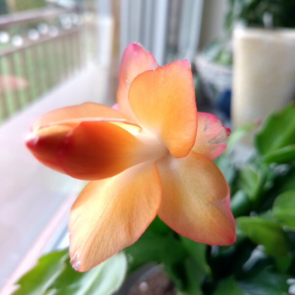 Schlumbergera ŻÓŁTA