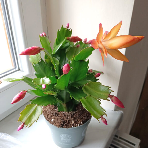 Schlumbergera ŻÓŁTA