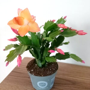 Schlumbergera ŻÓŁTA