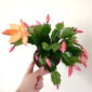 Schlumbergera ŻÓŁTA