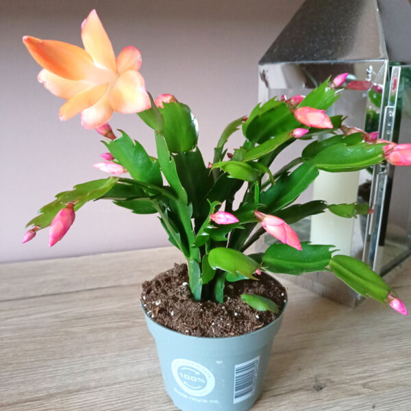 Schlumbergera ŻÓŁTA