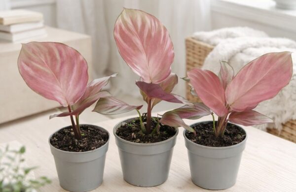 Calathea Silver Plate Calathea Silver Plate