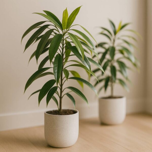 Ficus Amstel King