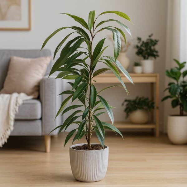 Ficus Amstel King Ficus Amstel King