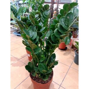 Zamioculcas Midori