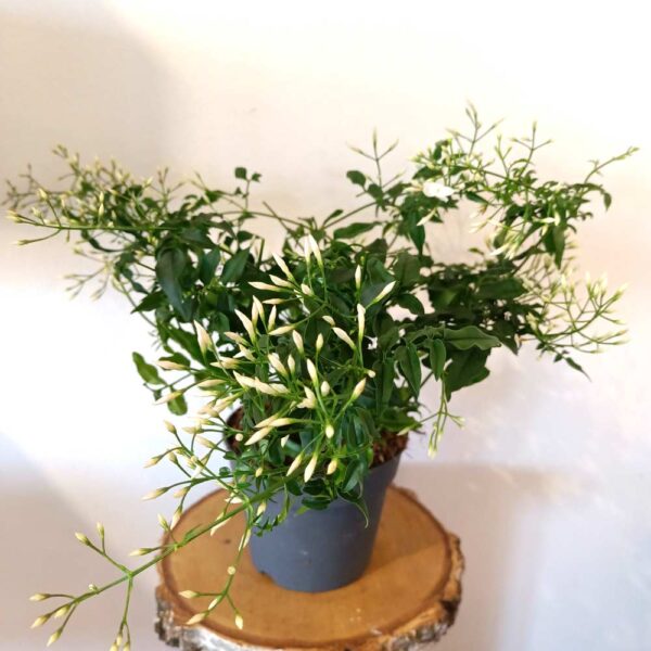 Jasminum polyanthum