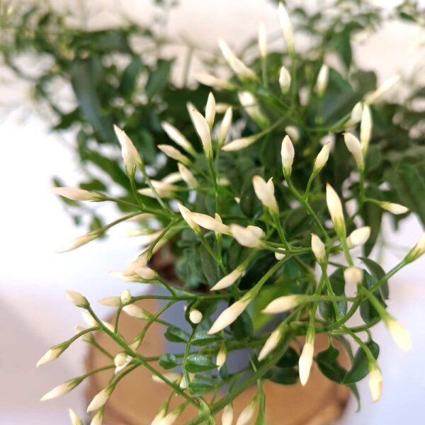 Jasminum polyanthum