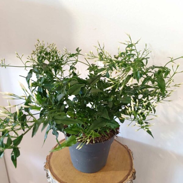 Jasminum polyanthum