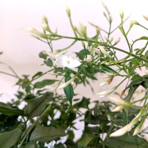 Jasminum polyanthum