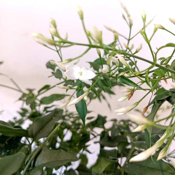 Jasminum polyanthum