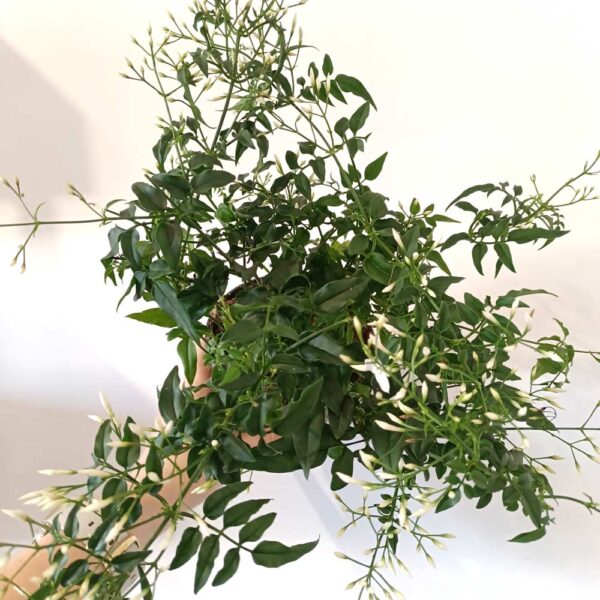 Jasminum polyanthum