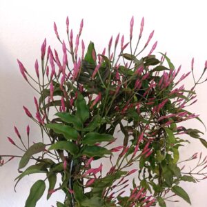 Jasminum polyanthum - jaśmin Różowy