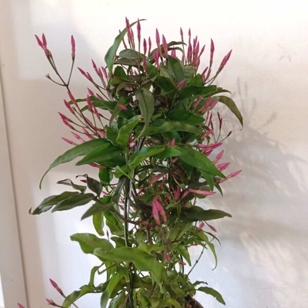 Jasminum polyanthum - jaśmin Różowy