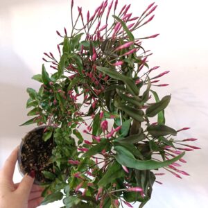 Jasminum polyanthum - jaśmin Różowy