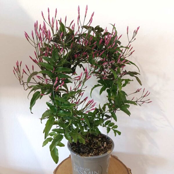 Jasminum polyanthum - jaśmin Różowy