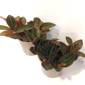 Ludisia Discolor