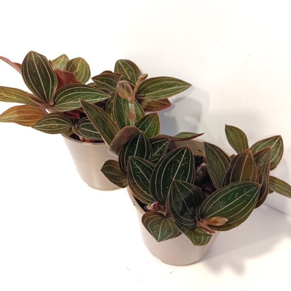 Ludisia Discolor