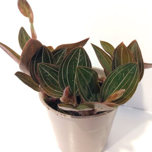 Ludisia Discolor