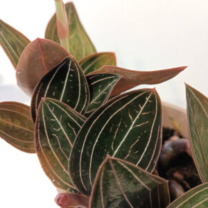 Ludisia Discolor