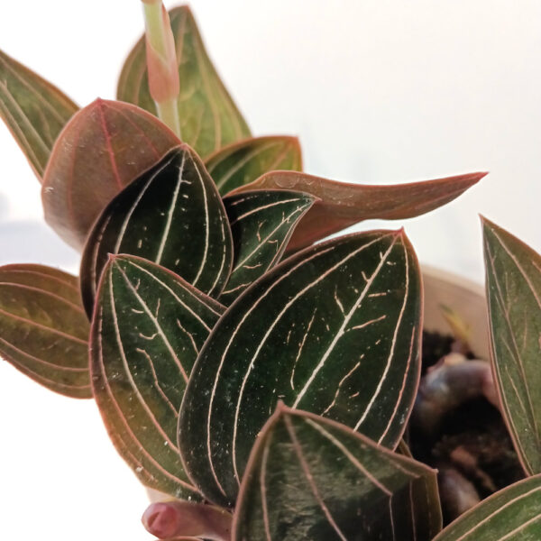 Ludisia Discolor