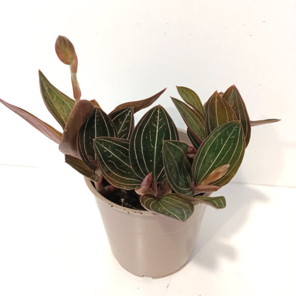 Ludisia Discolor