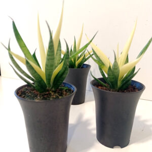 Sansevieria Comet Chrysanta Lemon